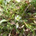 Cerastium diffusum Fula
