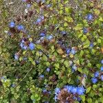 Ceratostigma willmottianumFlower