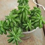 Peperomia dolabriformis Liść