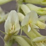 Astragalus mollissimus Kvet