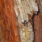 Sequoiadendron giganteum Casca