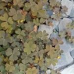 Oxalis corniculata Хабит