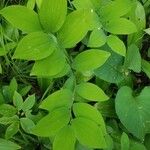 Polygonatum biflorum Leaf