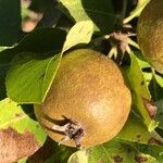 Pyrus pyrifolia Fruit