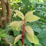 Philadelphus coronariusЛист