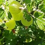 Ribes uva-crispa Fruit