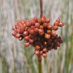 Juncus acutusOvoce