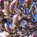 Magnolia × soulangeana Облик