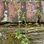 Arabidopsis thaliana Habitus