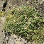 Potentilla alchimilloides Habit