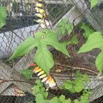 Ipomoea lobata Fulla