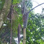 Oenocarpus bataua Bark
