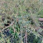 Lycium chinense Habit