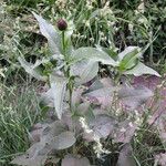 Rudbeckia occidentalis Costuma