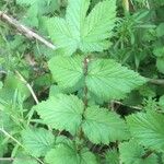 Filipendula ulmariaLeaf