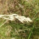 Bromus secalinus 果實