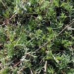 Artemisia campestris Lapas
