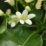 Pittosporum senacia Flower