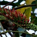 Acrocarpus fraxinifolius Flower