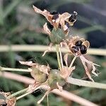 Nothoscordum gracile Ffrwyth