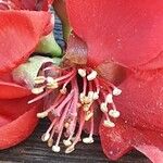 Chaenomeles × superba Flower
