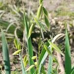 Avena sativa Fruto