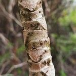 Cecropia obtusifolia Casca