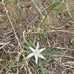 Leucocrinum montanum Flower