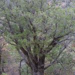 Juniperus deppeana Habit