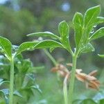 Ranunculus seguieri Habit