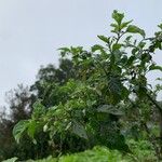 Solanum nigrum Лист
