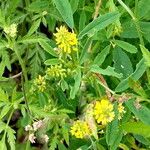 Melilotus indicus 花