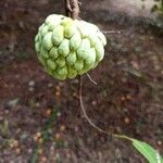 Annona squamosa Fruit