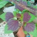 Amaranthus tricolor Blad
