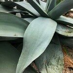 Agave guiengola Hábito