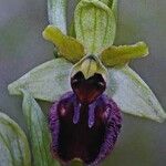 Ophrys sphegodes Flor