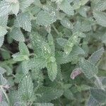 Nepeta × faassenii Frunză