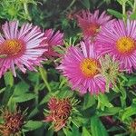 Symphyotrichum novae-angliae Flower