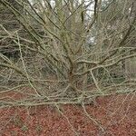 Parrotia persica बार्क (छाल)