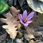 Crocus sativus Çiçek