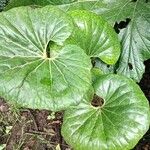 Farfugium japonicum Folha