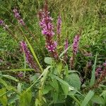 Lythrum salicariaFlower