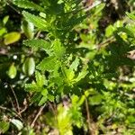 Hubertia ambavilla葉