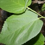 Morus celtidifolia Blatt