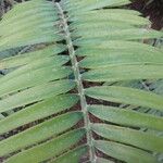 Encephalartos pterogonus पत्ता