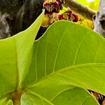 Sterculia apetala