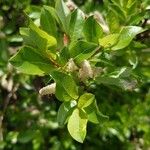 Salix hastata Fulla