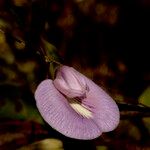 Centrosema virginianum Blüte