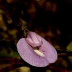 Centrosema virginianum Flower