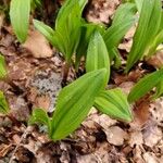 Allium tricoccum Feuille